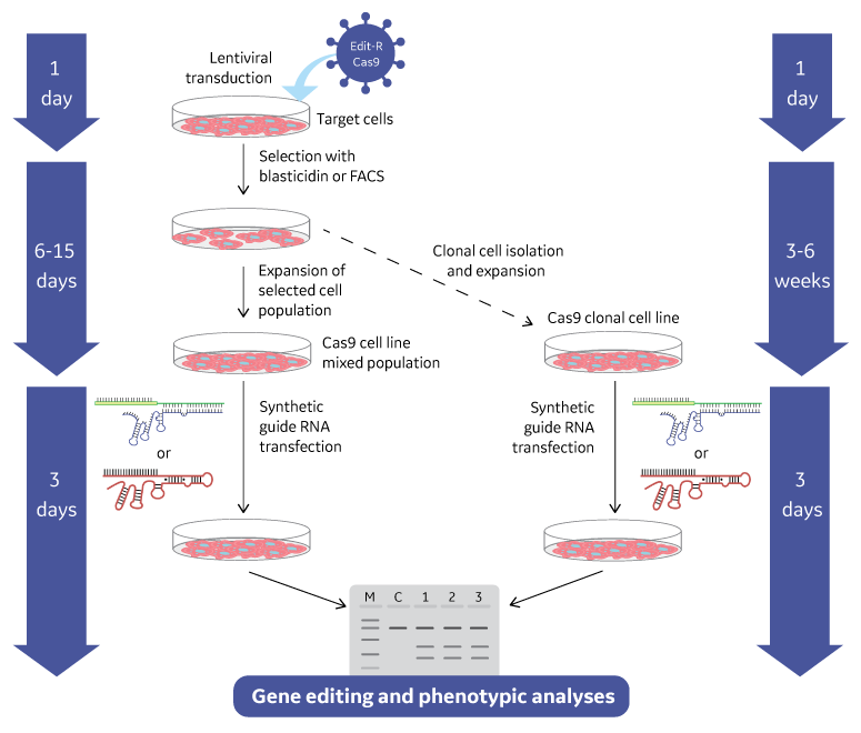 Workflow: Lentiviral Cas9 particles with synthetic crRNA:tracrRNA